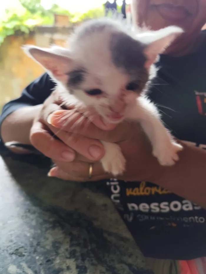 Gato raça SRD-ViraLata idade Abaixo de 2 meses nome Florzinha