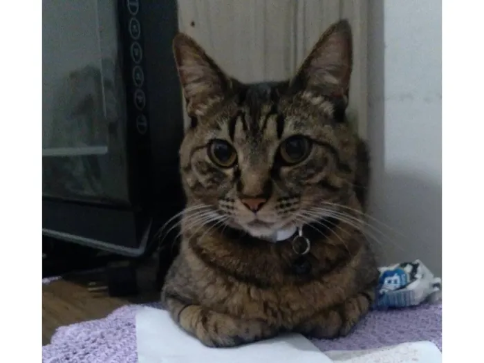 Gato raça SRD-ViraLata idade 6 ou mais anos nome Muriel