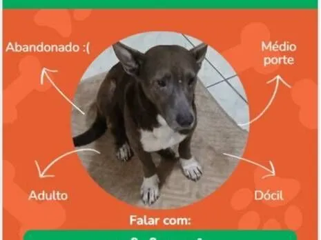 Cachorro raça SRD-ViraLata idade 2 anos nome Chocolate