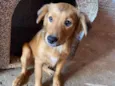 Cachorro raça SRD-ViraLata idade 2 a 6 meses nome Simba 