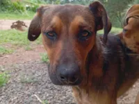 Cachorro raça SRD-ViraLata idade 1 ano nome Chamamos de Luna 