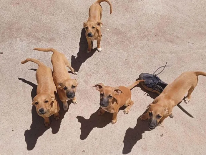 Cachorro raça SRD-ViraLata idade 2 a 6 meses nome Sem nome