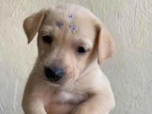 Cachorro raça SRD-ViraLata idade Abaixo de 2 meses nome Filhotes sem nome 