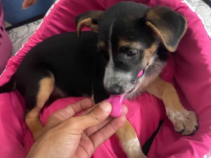 Cachorro raça SRD-ViraLata idade 2 a 6 meses nome Amora 