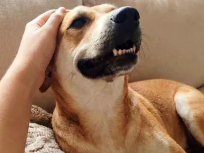 Cachorro raça SRD-ViraLata idade 1 ano nome Bento