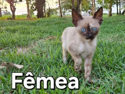 Gato raça SRD-ViraLata idade 2 a 6 meses nome Gatos 