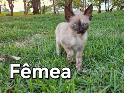 Gato raça Siamês idade Abaixo de 2 meses nome Gatos 