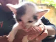 Gato raça SRD-ViraLata idade Abaixo de 2 meses nome Florzinha
