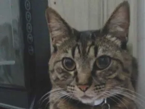 Gato raça SRD-ViraLata idade 6 ou mais anos nome Muriel