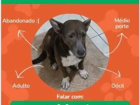 Cachorro raça SRD-ViraLata idade 2 anos nome Chocolate