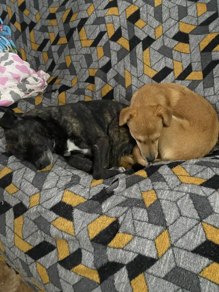 Boris(Nomeamos ele assim pois não sabemos o nome)