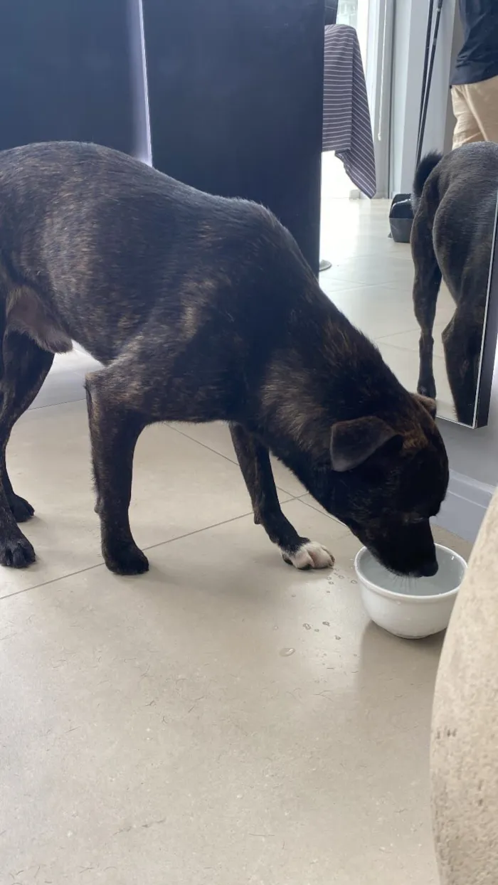 Boris(Nomeamos ele assim pois não sabemos o nome)