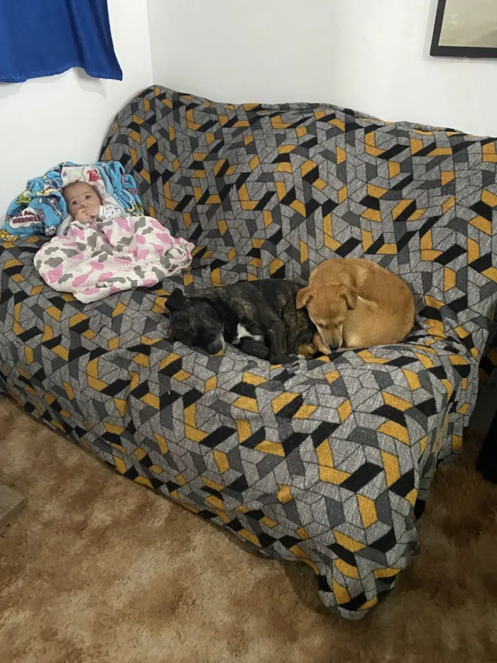 Cachorro raça SRD-ViraLata idade 6 ou mais anos nome Boris(Nomeamos ele assim pois não sabemos o nome)