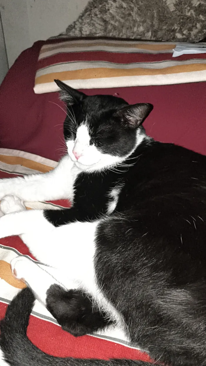 Gato raça SRD-ViraLata idade 2 anos nome Mimi