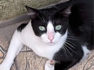 Gato raça SRD-ViraLata idade 2 anos nome Mimi