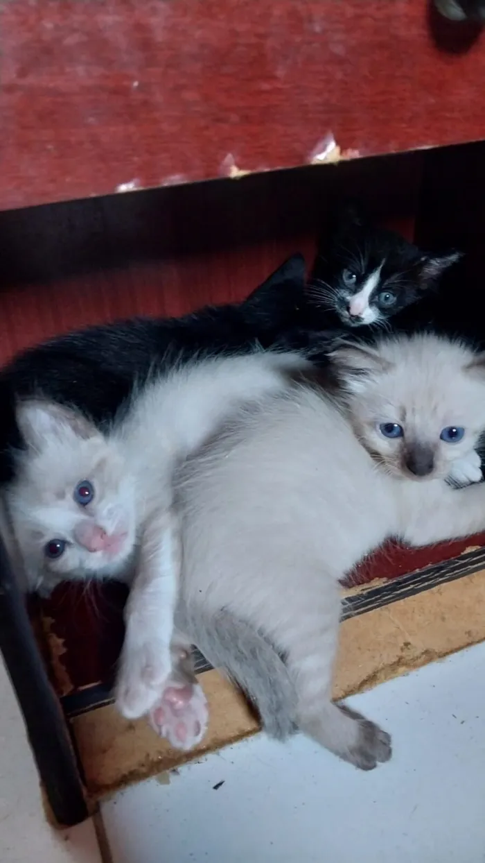 Gato raça SRD-ViraLata idade Abaixo de 2 meses nome Cookie