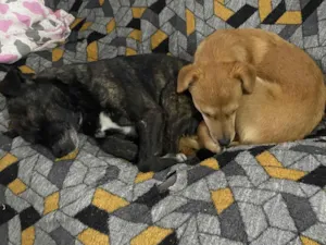 Cachorro raça SRD-ViraLata idade 6 ou mais anos nome Boris(Nomeamos ele assim pois não sabemos o nome)