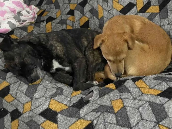 Cachorro raça SRD-ViraLata idade 6 ou mais anos nome Boris(Nomeamos ele assim pois não sabemos o nome)