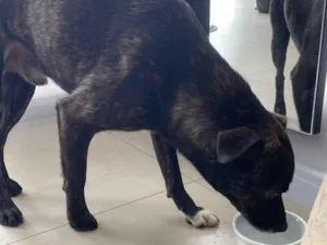 Cachorro raça SRD-ViraLata idade 6 ou mais anos nome Boris(Nomeamos ele assim pois não sabemos o nome)