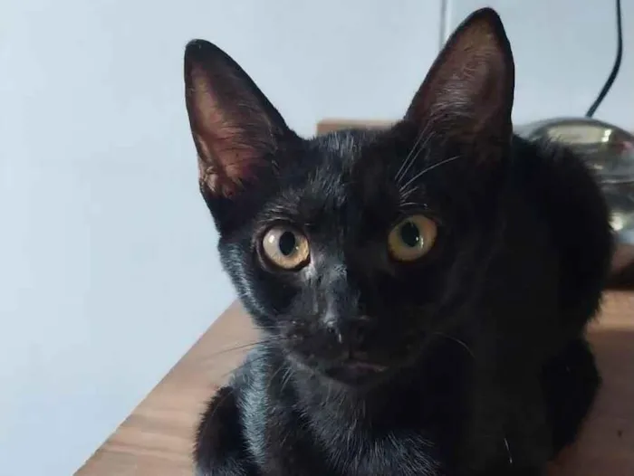 Gato raça SRD-ViraLata idade 2 a 6 meses nome Cacau