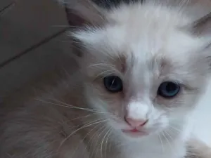 Gato raça SRD-ViraLata idade Abaixo de 2 meses nome Floki 