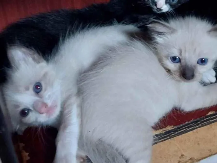 Gato raça SRD-ViraLata idade Abaixo de 2 meses nome Cookie