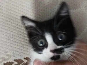 Gato raça SRD-ViraLata idade Abaixo de 2 meses nome Leona 