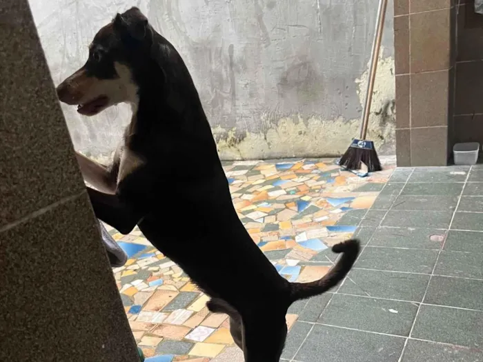 Cachorro raça SRD-ViraLata idade 7 a 11 meses nome Scooby