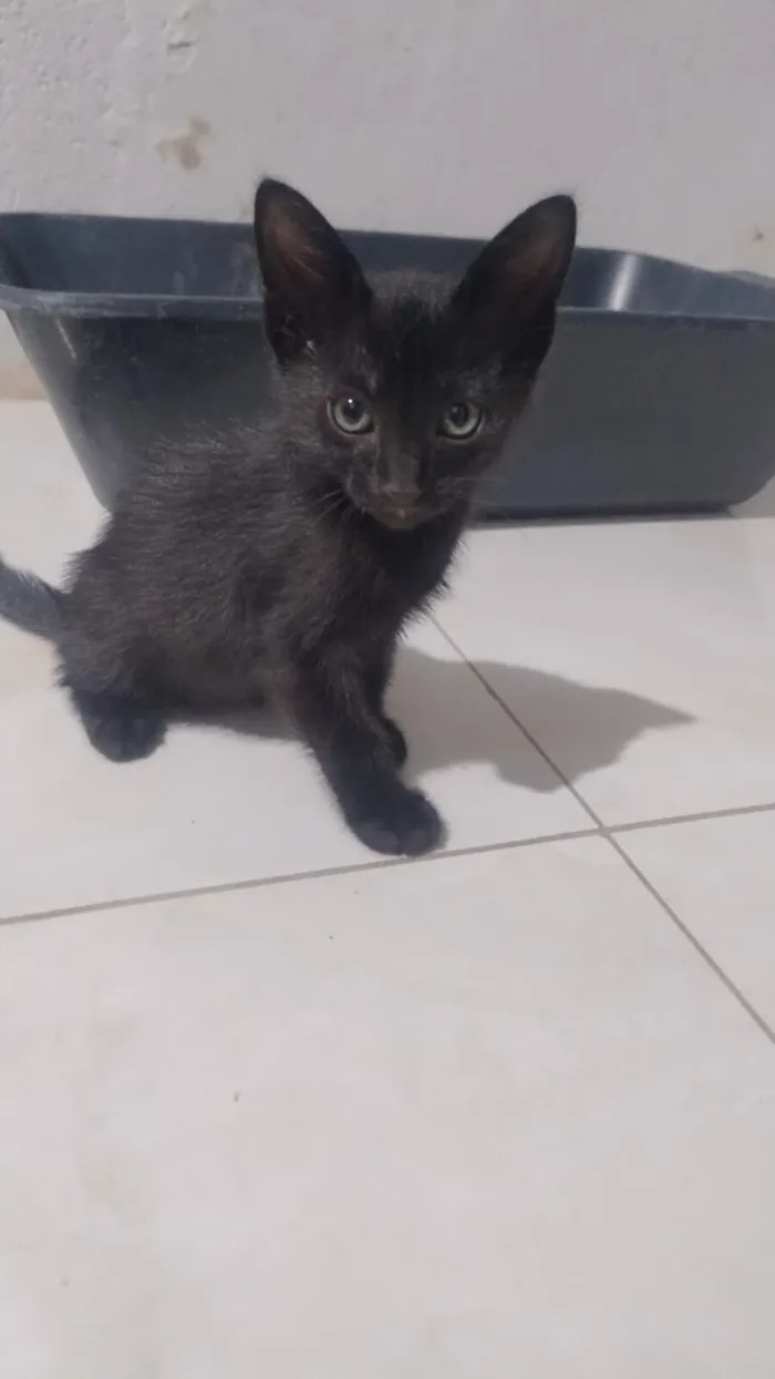 Gato raça SRD-ViraLata idade Abaixo de 2 meses nome Filó