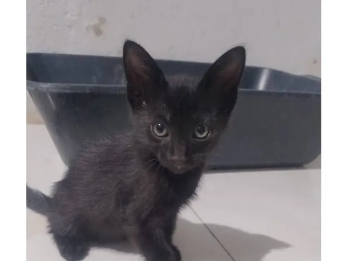 Gato raça SRD-ViraLata idade Abaixo de 2 meses nome Filó
