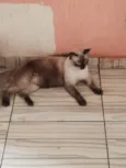 Gato raça Siamês idade 1 ano nome kenny 