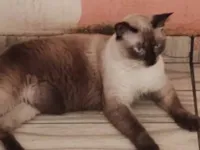 Gato raça Siamês idade 1 ano nome kenny 