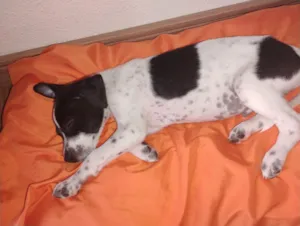 Cachorro raça SRD-ViraLata idade 2 a 6 meses nome Paulinho