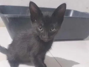 Gato raça SRD-ViraLata idade Abaixo de 2 meses nome Filó