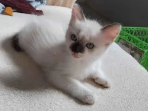 Gato raça SRD-ViraLata idade Abaixo de 2 meses nome Jujuba