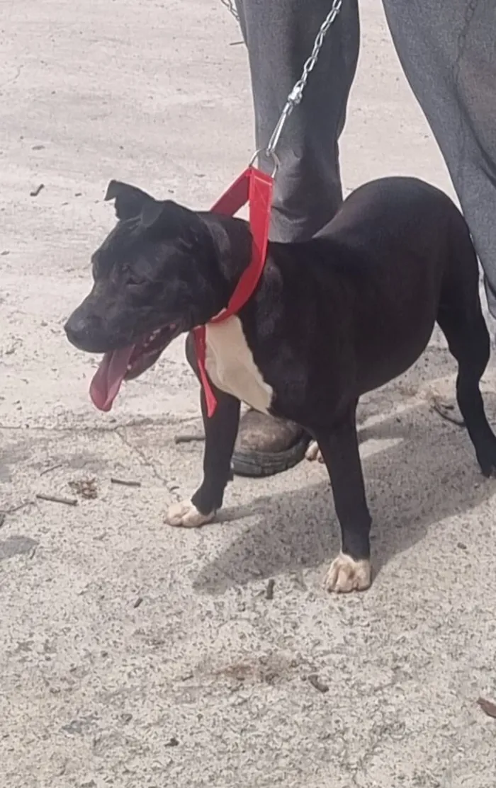 Cachorro raça Pit-Bull idade Abaixo de 2 meses nome Pantera