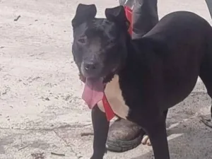 Cachorro raça Pit-Bull idade Abaixo de 2 meses nome Pantera
