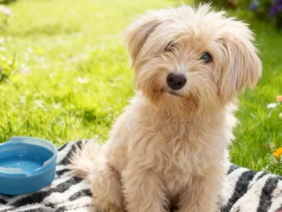 Cachorro raça SRD-ViraLata idade 7 a 11 meses nome Luna