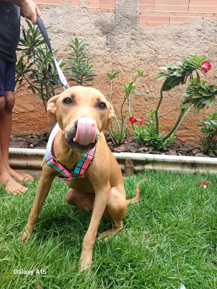 Cachorro raça Pit-Bull idade 7 a 11 meses nome Pandora 