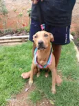 Cachorro raça Pit-Bull idade 7 a 11 meses nome Pandora 