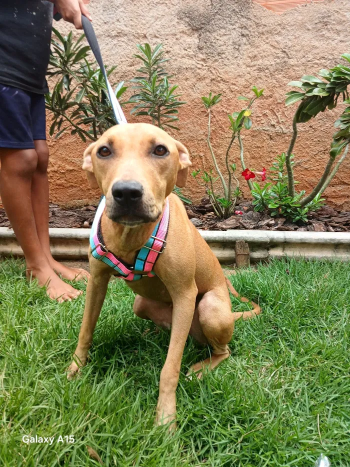 Cachorro raça Pit-Bull idade 7 a 11 meses nome Pandora 