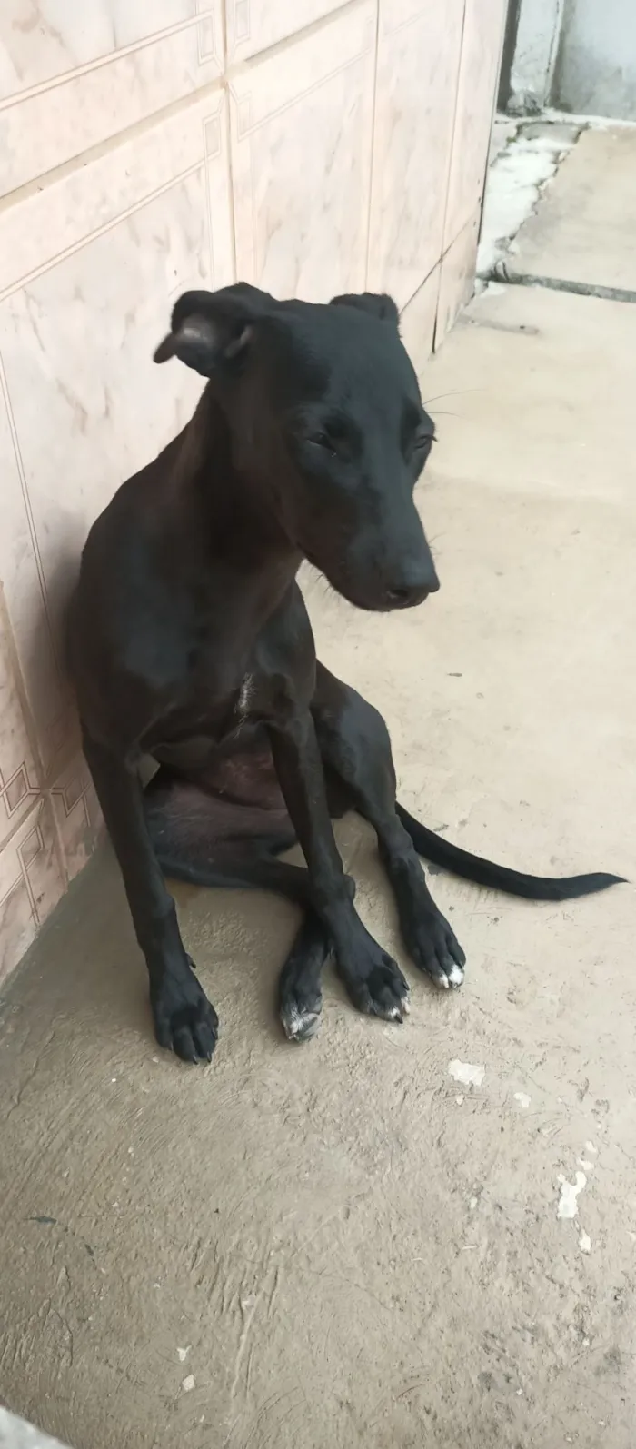 Cachorro raça SRD-ViraLata idade 7 a 11 meses nome Pedrita