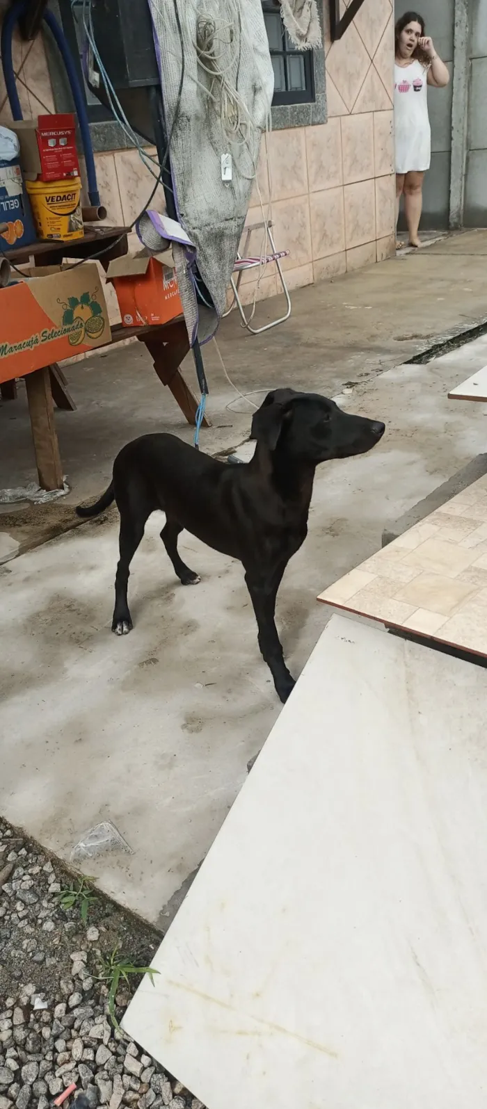 Cachorro raça SRD-ViraLata idade 7 a 11 meses nome Pedrita