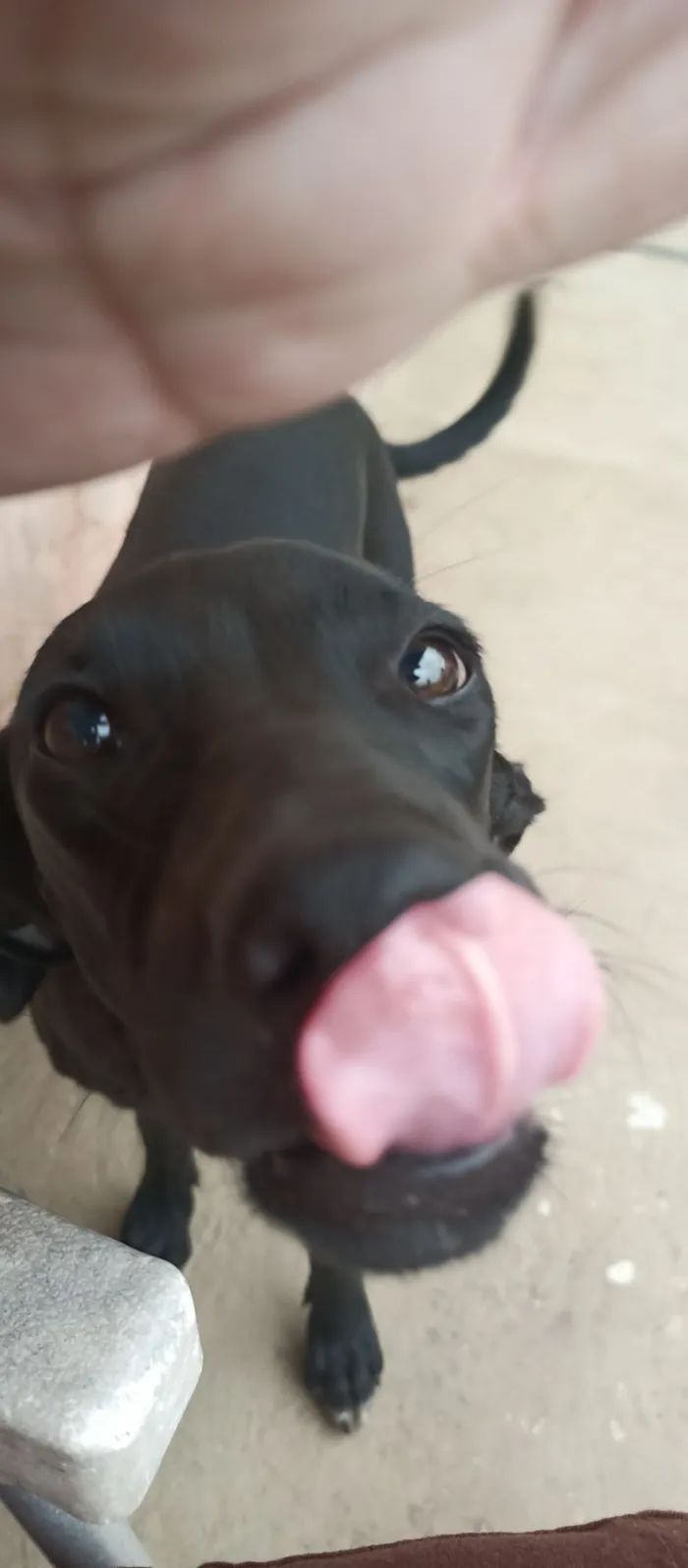 Cachorro raça SRD-ViraLata idade 7 a 11 meses nome Pedrita