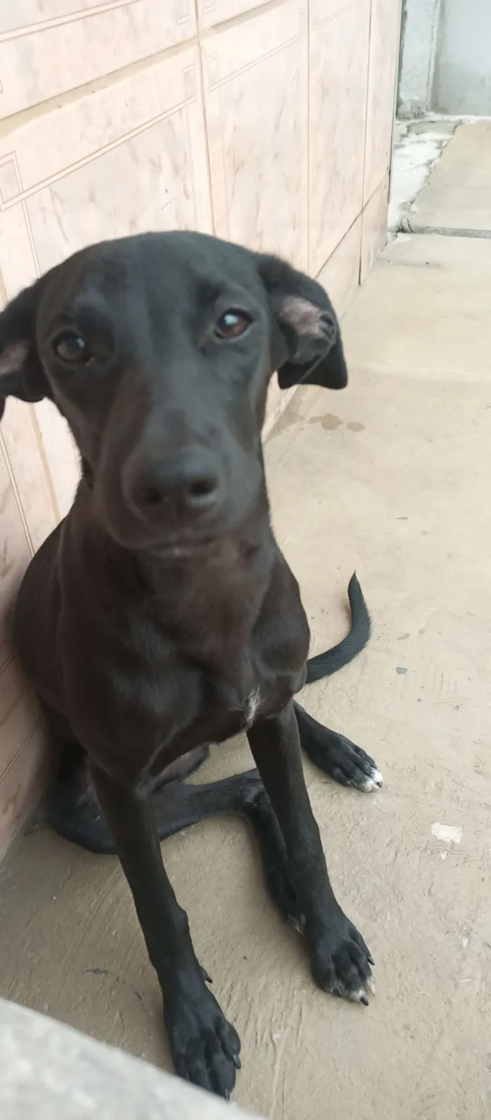 Cachorro raça SRD-ViraLata idade 7 a 11 meses nome Pedrita