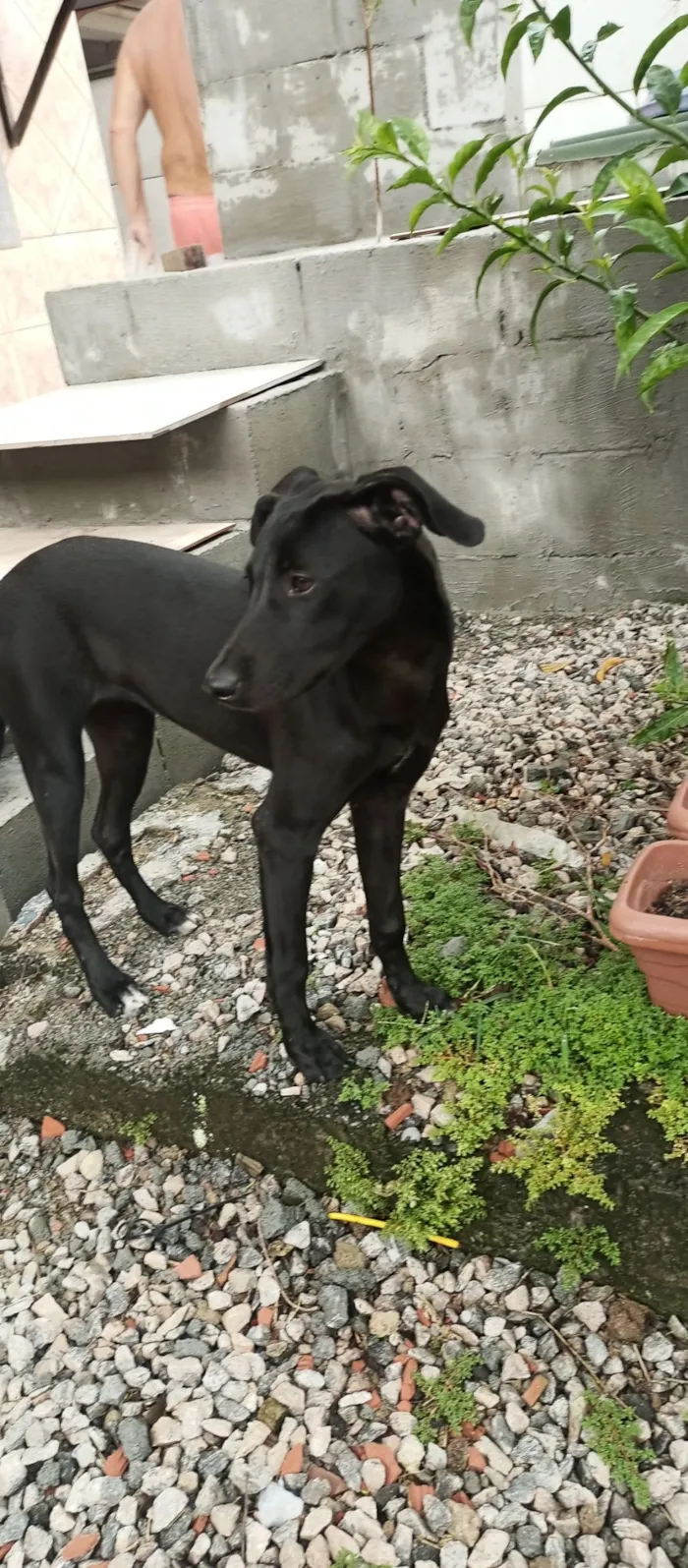 Cachorro raça SRD-ViraLata idade 7 a 11 meses nome Pedrita
