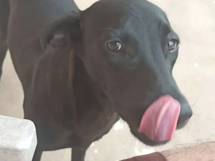 Cachorro raça SRD-ViraLata idade 7 a 11 meses nome Pedrita