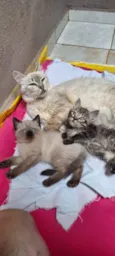 Gato raça SRD-ViraLata idade Abaixo de 2 meses nome Selena e seus dois gatinhos