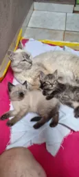 Gato raça SRD-ViraLata idade Abaixo de 2 meses nome Selena e seus dois gatinhos