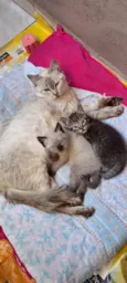 Gato raça SRD-ViraLata idade Abaixo de 2 meses nome Selena e seus dois gatinhos